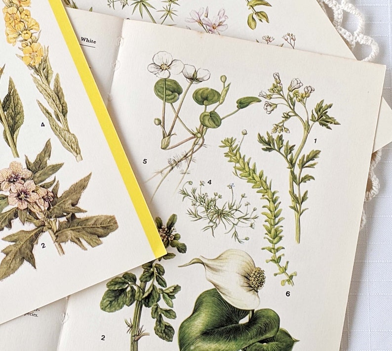 16 Vintage Wild Flower Book Pages Botanical Floral Ephemera Pack Nature Field Guide Junk Journal Planner Collage Supplies Mixed Media Craft image 8