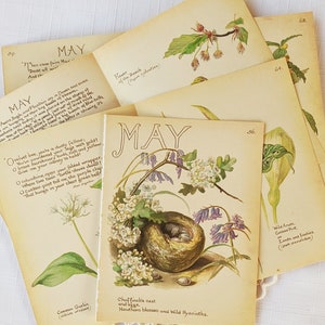 May Edith Holden Vintage Buchseiten Pack Das Landtagebuch einer Edwardian Lady Natur Notizen Ephemera Collage Lieferungen Junk Journal Craft