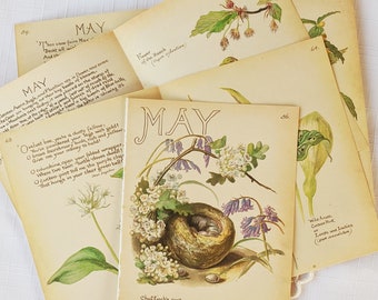 May Edith Holden Vintage Book Pages Pack The Country Diary of an Edwardian Lady Nature Notes Ephemera Collage Supplies Junk Journal Craft