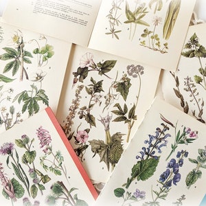 16 Vintage Wild Flower Book Pages Botanical Floral Ephemera Pack Nature Field Guide Junk Journal Planner Collage Supplies Mixed Media Craft image 1