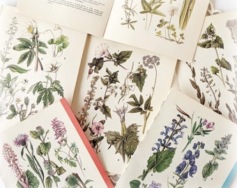 16 Vintage Wild Flower Book Pages Botanical Floral Ephemera Pack Nature Field Guide Junk Journal Planner Collage Supplies Mixed Media Craft