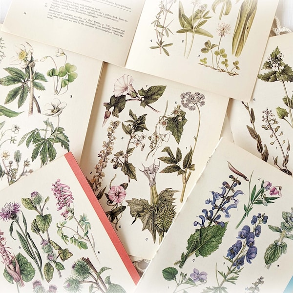 16 Vintage Wild Flower Book Pages Botanical Floral Ephemera Pack Nature Field Guide Junk Journal Planner Collage Supplies Mixed Media Craft