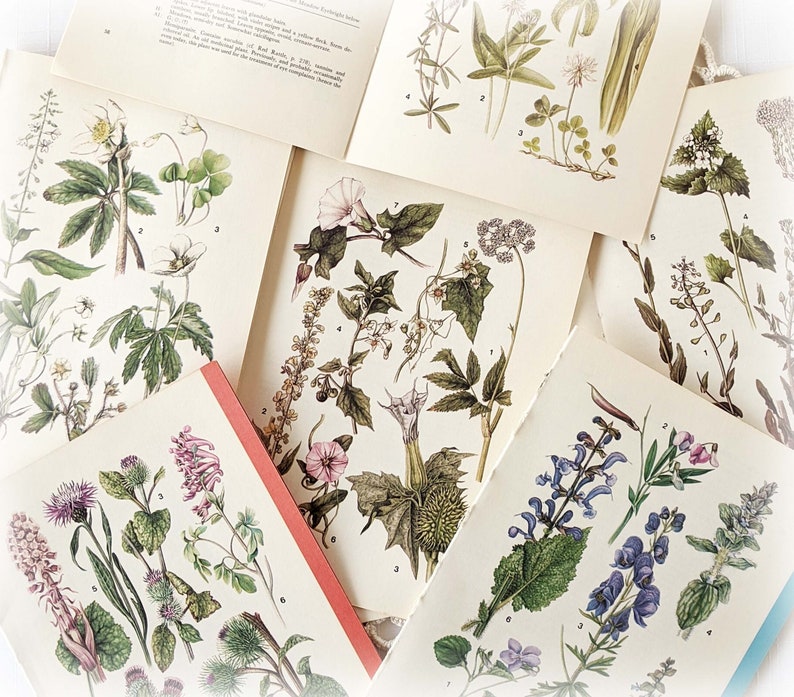 16 Vintage Wild Flower Book Pages Botanical Floral Ephemera Pack Nature Field Guide Junk Journal Planner Collage Supplies Mixed Media Craft image 1