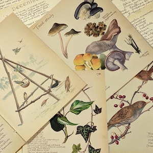 December Edith Holden Vintage boekpagina's Pack The Country Diary of an Edwardian Lady Natuurnotities Ephemera Collagebenodigdheden Junk Journal