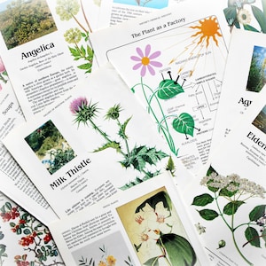 15 Medicinal Plant Herbs Flower Book Pages Botanical Floral Ephemera Pack Nature Field Guide Junk Journal Collage Supplies Mixed Media Craft