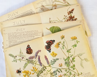May include: Vintage botanical illustrations of flowers and butterflies with text about the month of July. The text includes the words "July" and "like to fire".