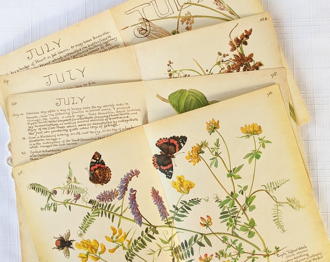 30 Cartes Postales The Country Diary Collection - Edith Holden (Lot 26/30)