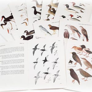 10 páginas de livro de pássaros vintage, pacote de itens efêmeros de ornitologia, guia de campo da natureza, diário de lixo, suprimentos de colagem, moldura de artesanato