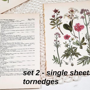 16 Vintage Wild Flower Book Pages Botanical Floral Ephemera Pack Nature Field Guide Junk Journal Planner Collage Supplies Mixed Media Craft image 9