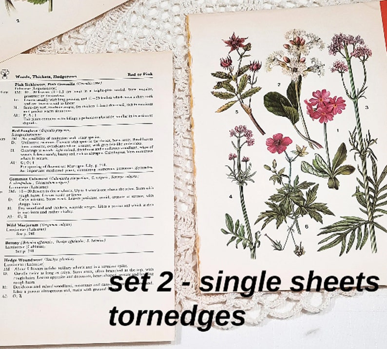 16 Vintage Wild Flower Book Pages Botanical Floral Ephemera Pack Nature Field Guide Junk Journal Planner Collage Supplies Mixed Media Craft image 9