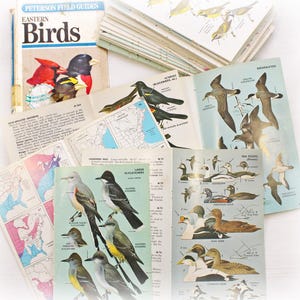 10 páginas de libros antiguos de aves orientales, paquete de material efímero de ornitología de Peterson, guía de campo de la naturaleza, diario basura, suministros para collage, marco para manualidades