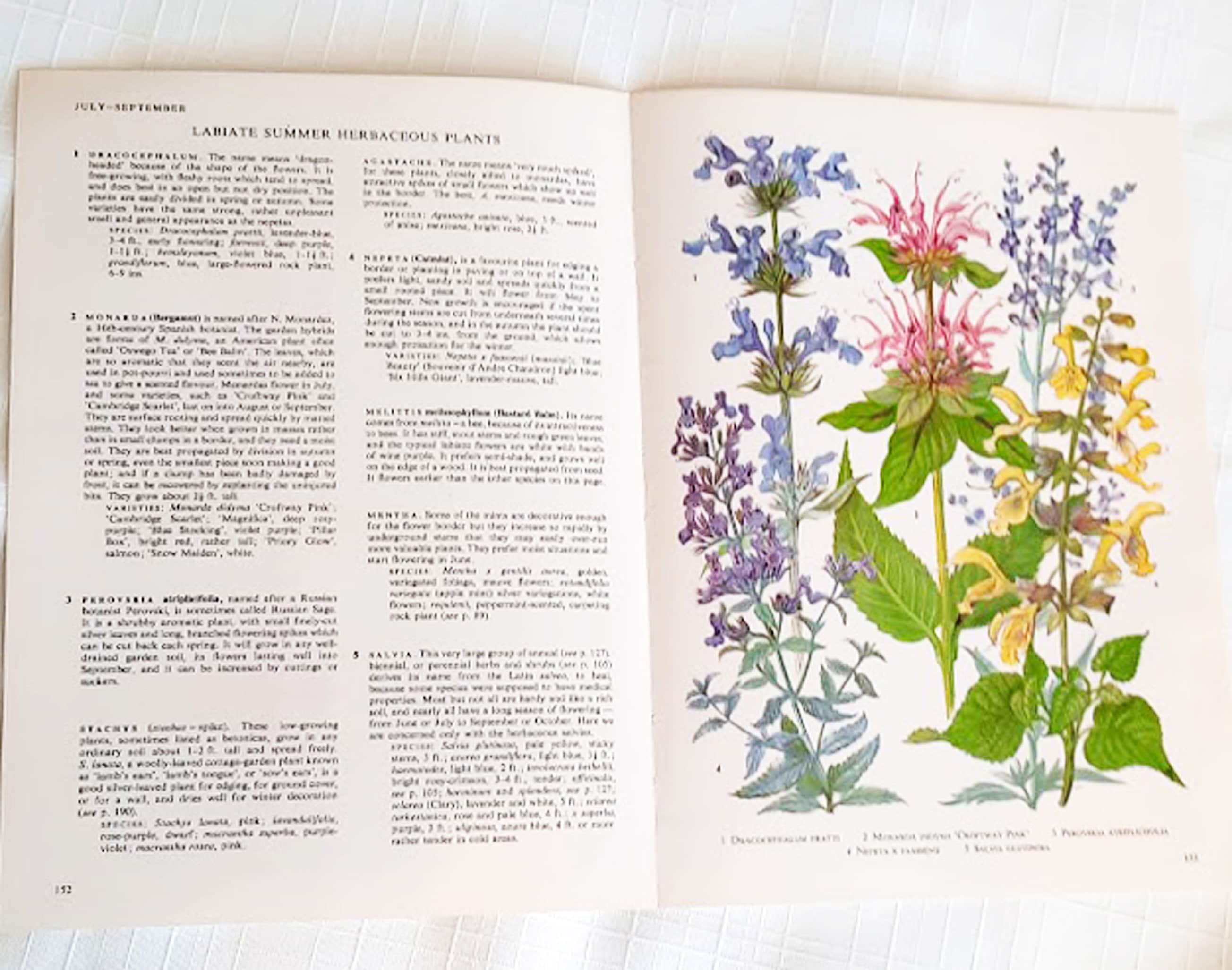 6 Vintage Garden Flower Book Pages Botanical Floral Ephemera Etsy