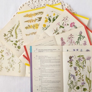16 Vintage Wild Flower Book Pages Botanical Floral Ephemera Pack Nature Field Guide Junk Journal Planner Collage Supplies Mixed Media Craft image 5
