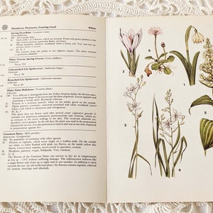 16 Vintage Wild Flower Book Pages Botanical Floral Ephemera Pack Nature Field Guide Junk Journal Planner Collage Supplies Mixed Media Craft image 2