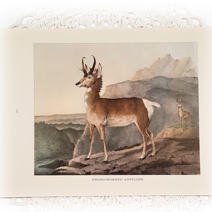 Vintage Prong-Horned Antelope Color Illustration Natural History Book Page Prints Junk Journal Supply Ephemera Collage Mixed Media Framable