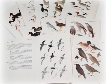 10 Vintage Birds Book Pages Ornithology Ephemera Pack Nature Field Guide Junk Journal Collage Supplies Craft Frame