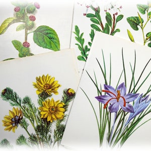 12 páginas de livro de flores silvestres vintage botânico botânico floral efêmera pacote natureza guia de campo lixo diário colagem suprimentos mídia mista artesanato