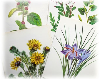 12 pages de livre de fleurs sauvages vintage, paquet d'éphémères floraux botaniques botaniste, guide de terrain nature, journal indésirable, fournitures de collage, techniques mixtes