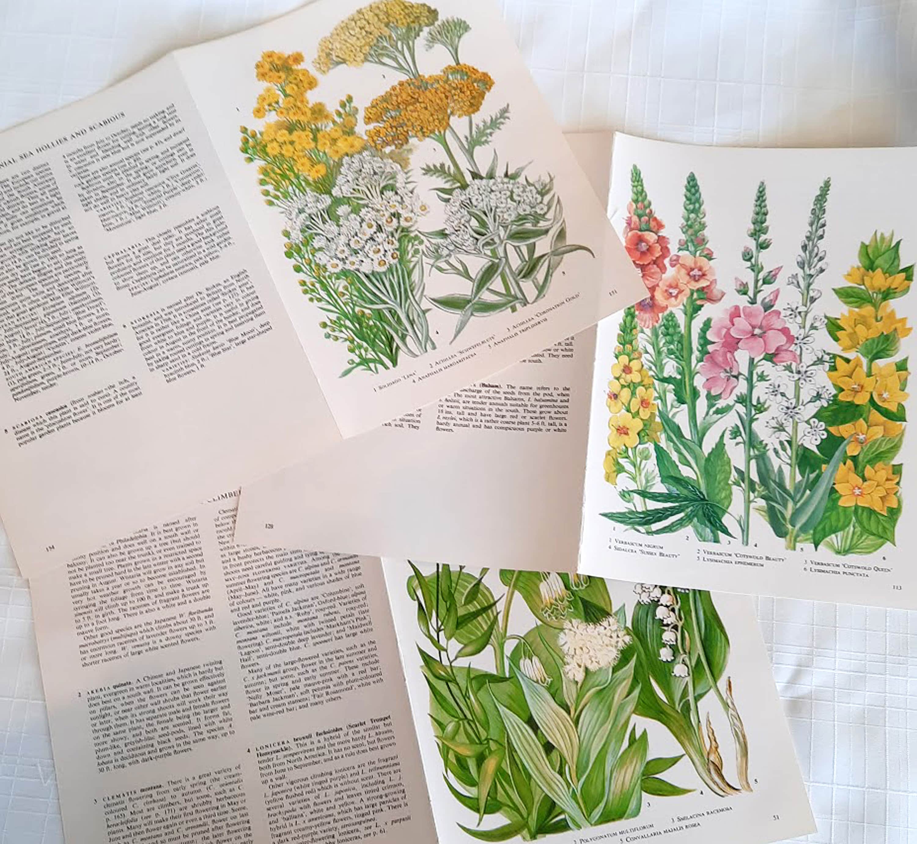 6 Vintage Garden Flower Book Pages Botanical Floral Ephemera - Etsy