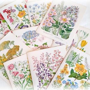 6 Vintage Garden Flower Book Pages Botanical Floral Ephemera Pack Nature Guide Junk Journal Planner Collage Supplies Mixed Media Craft