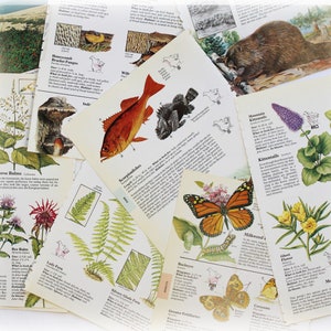 20 Vintage 1986 Reader's Digest Nordamerikanische Wildtier Seiten Buch Papier Ephemera Junk Journal Collage Mischtechnik Veränderte Kunst