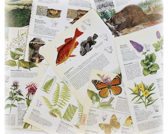 20 Vintage 1986 Reader's Digest North American Wildlife Pages Book Paper Ephemera Junk Journal Collage Mixed Media Altered Art