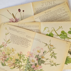 Juni Edith Holden Vintage Buchseiten Pack Das Landtagebuch einer Edwardian Lady Natur Notizen Ephemera Collage Lieferungen Junk Journal Craft