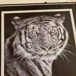 Hunt” - Tiger Drawing