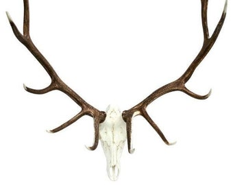 Elk European Mount (faux)