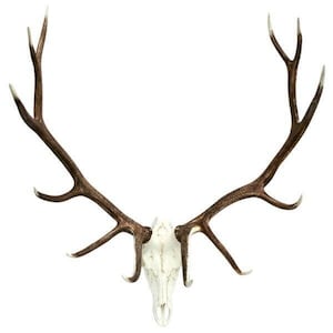 May include: A large, brown elk skull with antlers. The antlers are spread wide and have many points.