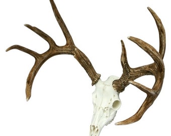 Faux Whitetail Deer European Mount
