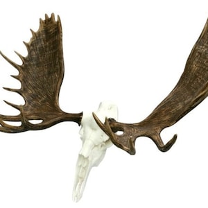 Faux European Alaskan Moose Mount
