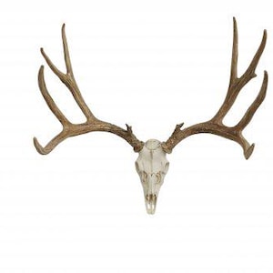 May include: A deer skull with large, symmetrical antlers. The skull is off-white, and the antlers are a light brown color. The antlers have multiple points and curve upwards. The skull is centered against a white background.