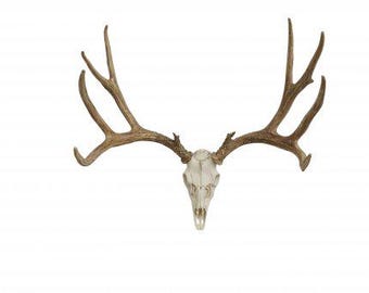 FAUX Mule Deer European Mount