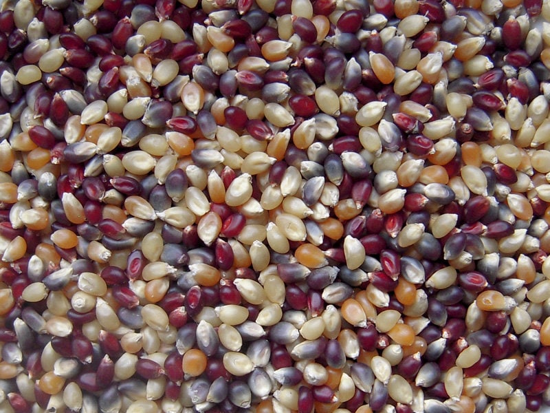 4oz-8oz-organic-multi-colored-popcorn-kernels-colored-by-etsy
