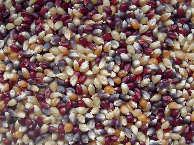 4oz 8oz ORGANIC Multi Colored POPCORN KERNELS Colored By Etsy