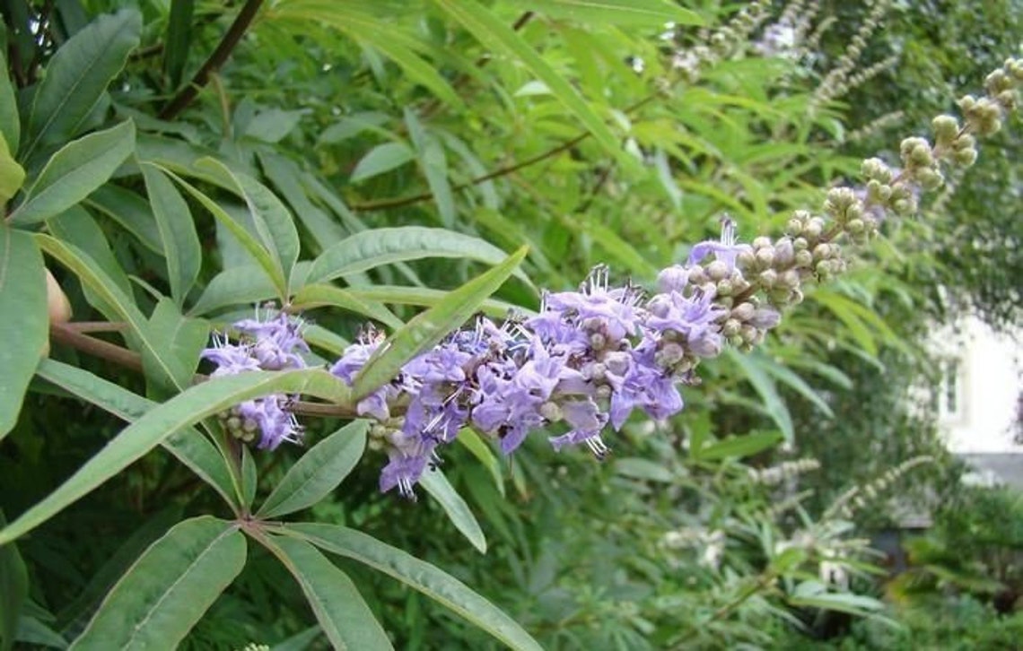 VITEX BERRY POWDER Certified Kosher Vitex agnus-castus | Etsy