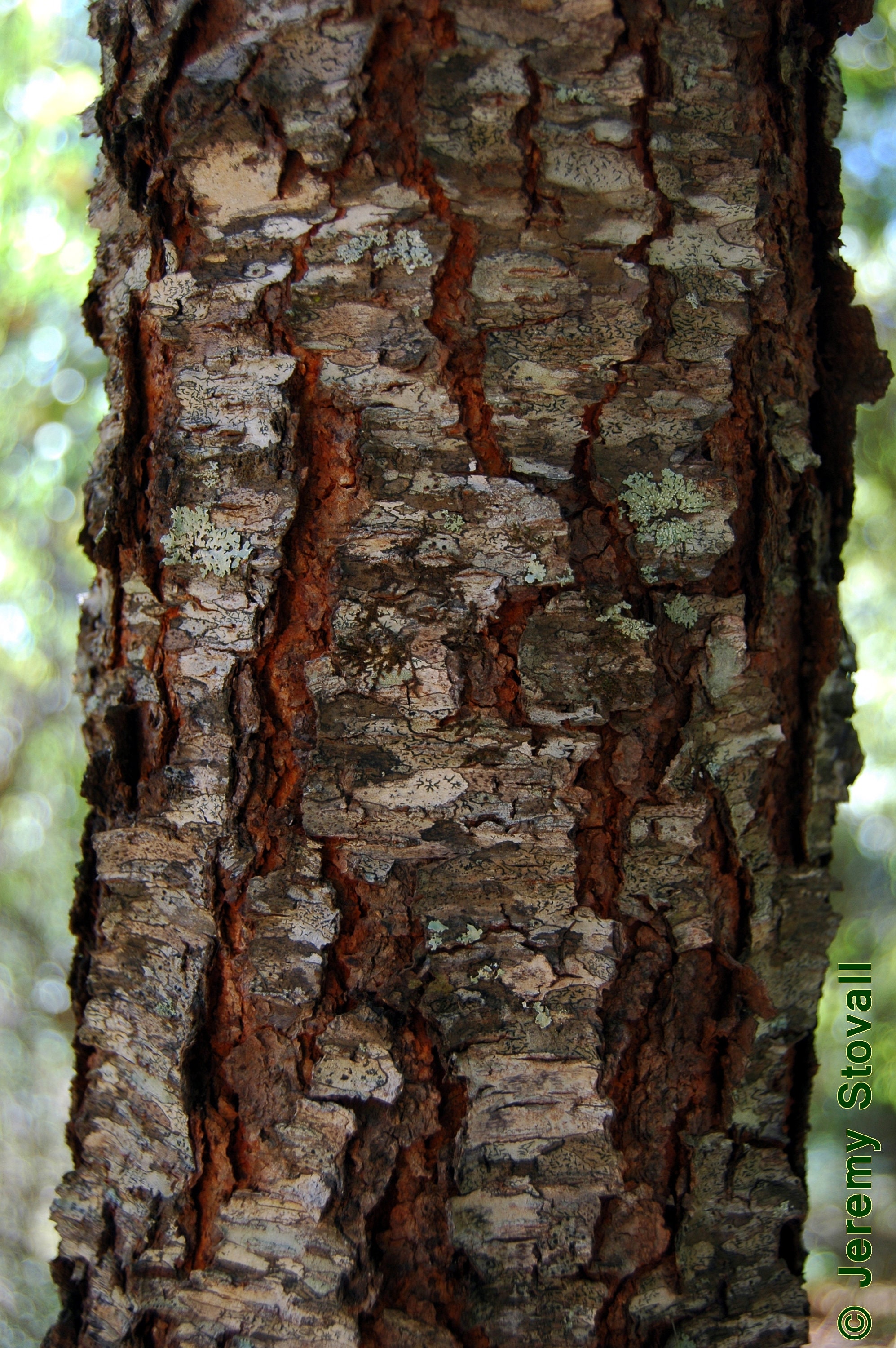 WILD CHERRY BARK Certified Kosher Prunus serotina Black Etsy