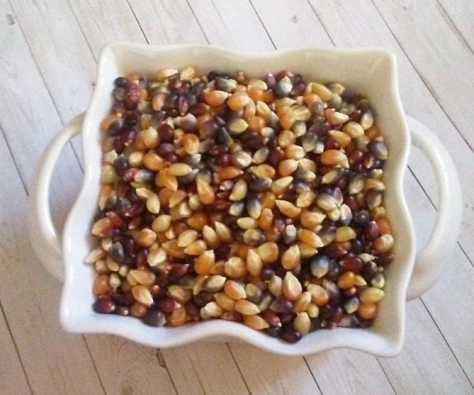 different colored popcorn kernels