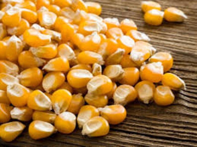 different colored popcorn kernels