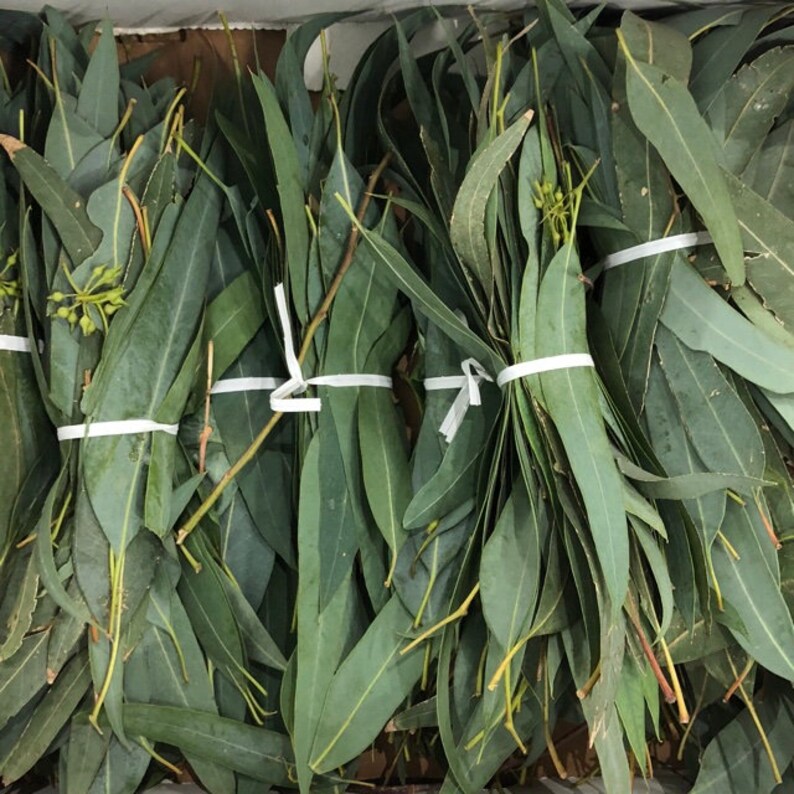 DRIED EUCALYPTUS LEAF Eucalyptus Globulus Cut & Sifted Etsy