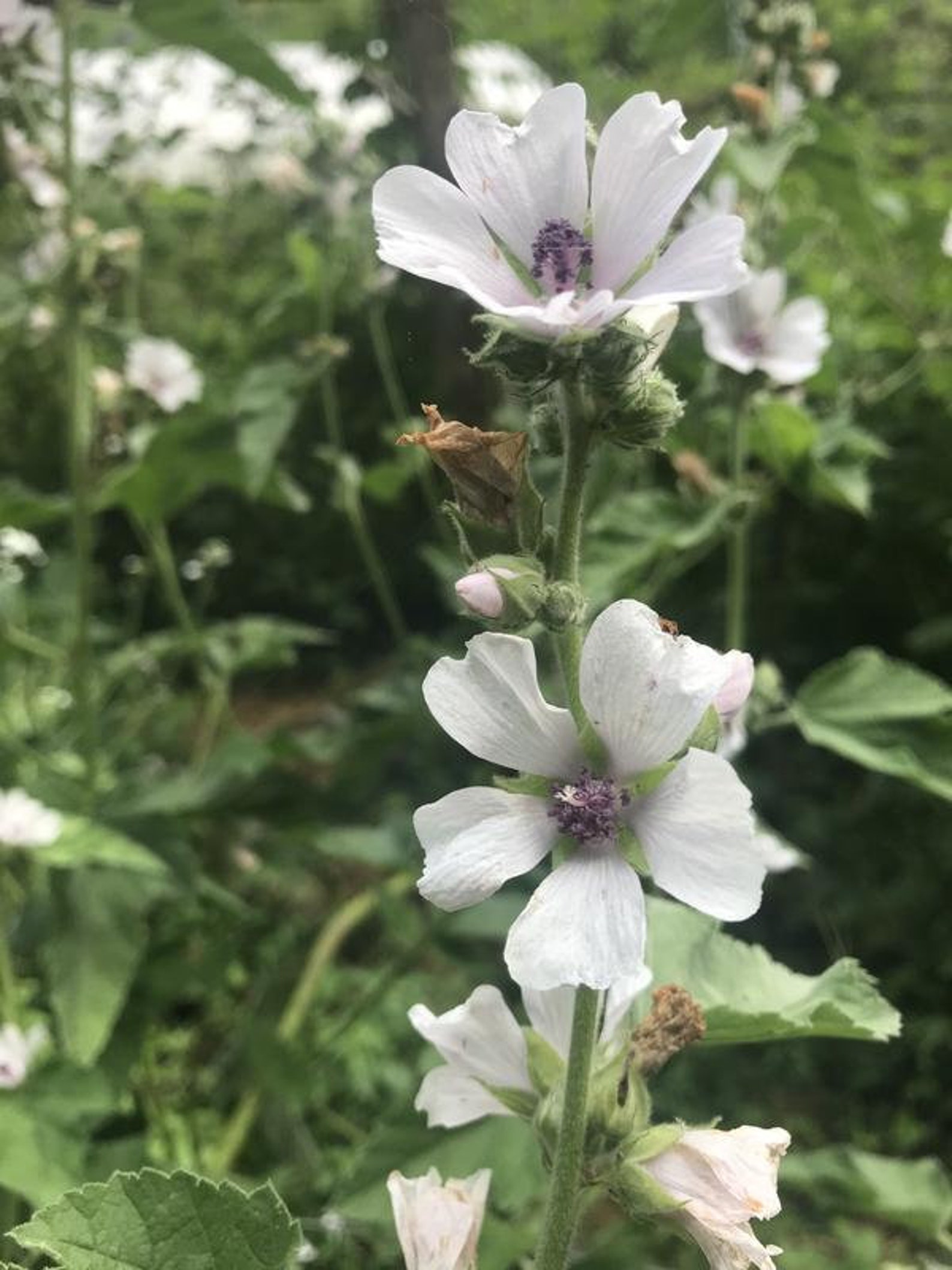 ORGANIC MARSHMALLOW LEAF Althaea officinalis Cut & Sifted Etsy