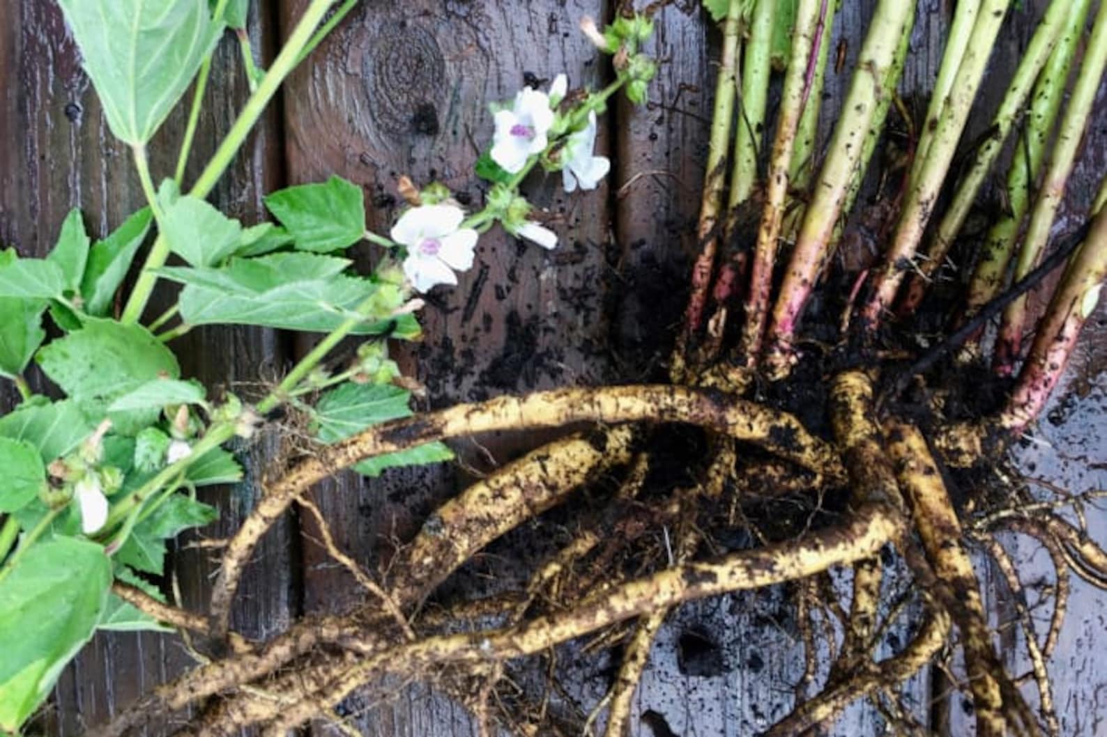 ORGANIC MARSHMALLOW ROOT Althaea officinalis Dried Cut & Etsy