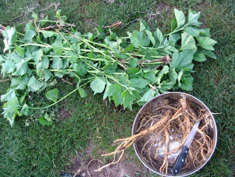 ORGANIC MARSHMALLOW ROOT Althaea officinalis Dried Cut & Etsy