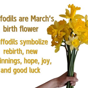 May include: A bouquet of yellow daffodils, the birth flower of March, with text that reads "Daffodils are March's birth flower. Daffodils symbolize rebirth, new beginnings, hope, joy, and good luck."