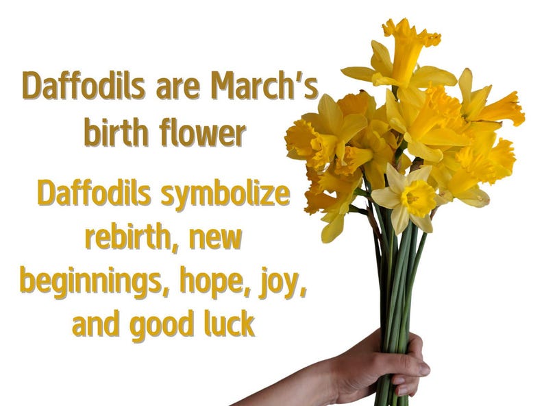 May include: A bouquet of yellow daffodils, the birth flower of March, with text that reads "Daffodils are March's birth flower. Daffodils symbolize rebirth, new beginnings, hope, joy, and good luck."