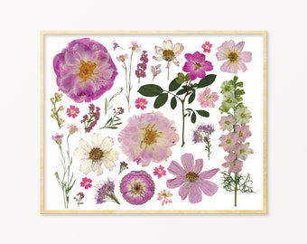 Pink Pressed Flower Art Print | Herbarium | Dried Flower Art | Botanical Art | Floral Wall Art | Pink Botanical Print