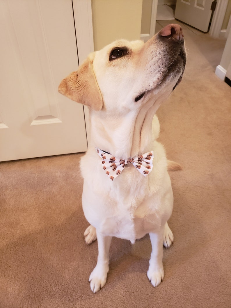 Cheese Coney Dog Collar Cinci Cribs Etsy