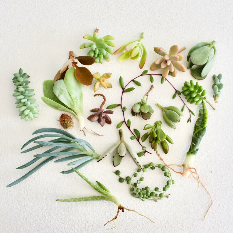 Bulk Succulent Cuttings Etsy Australia
