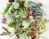 Bulk Succulent Cuttings